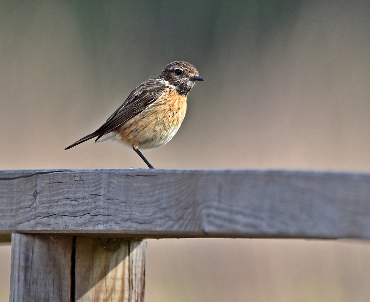 European Stonechat - ML616224022