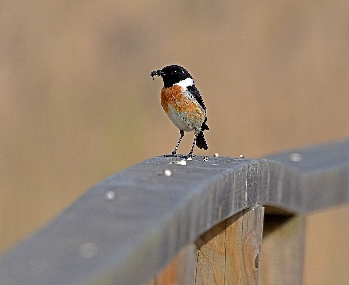 European Stonechat - Joao Freitas