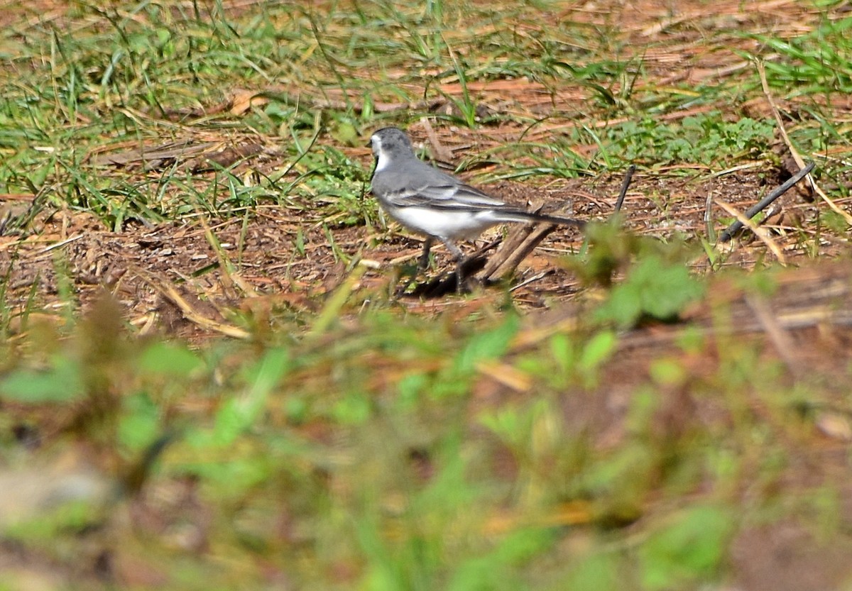 White Wagtail - ML616224037