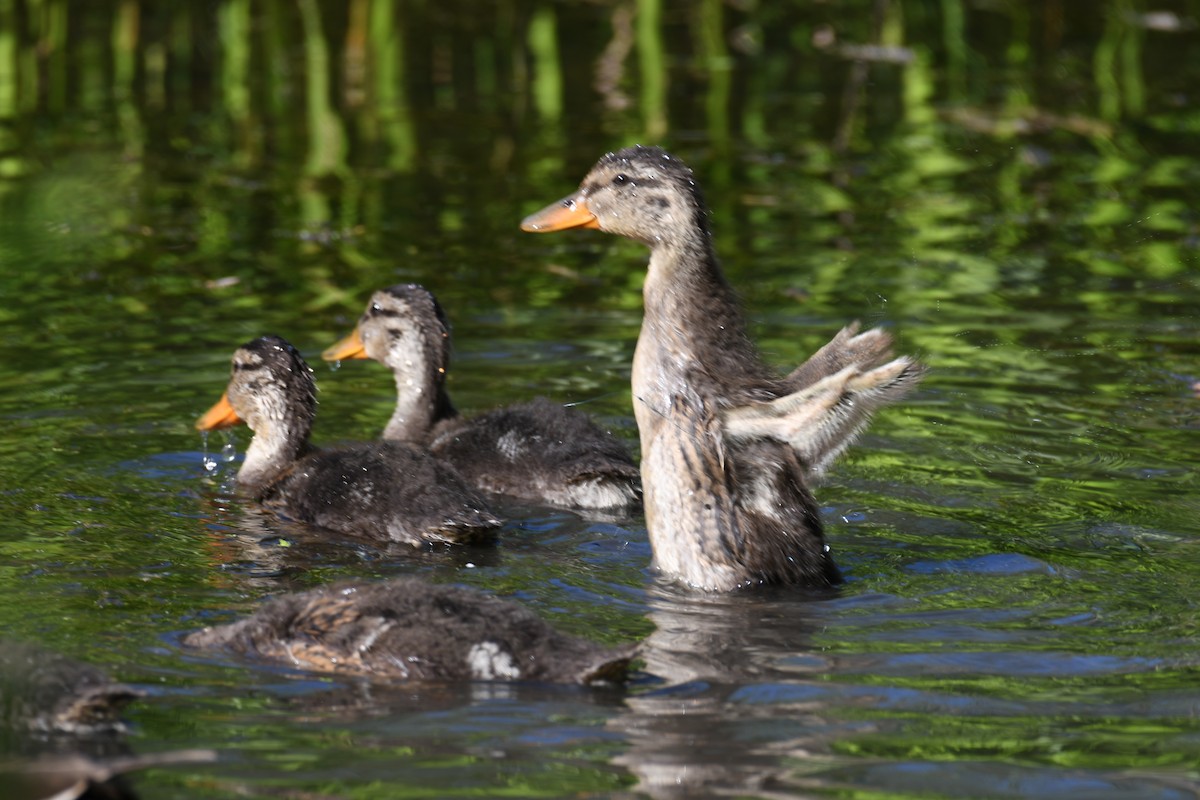 Canard colvert - ML616224085