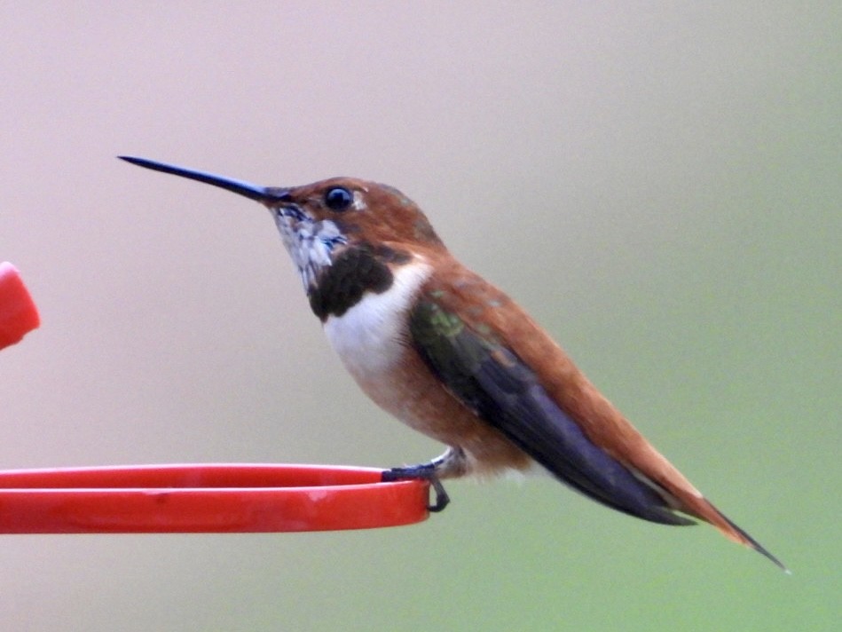 Rufous Hummingbird - ML616224125