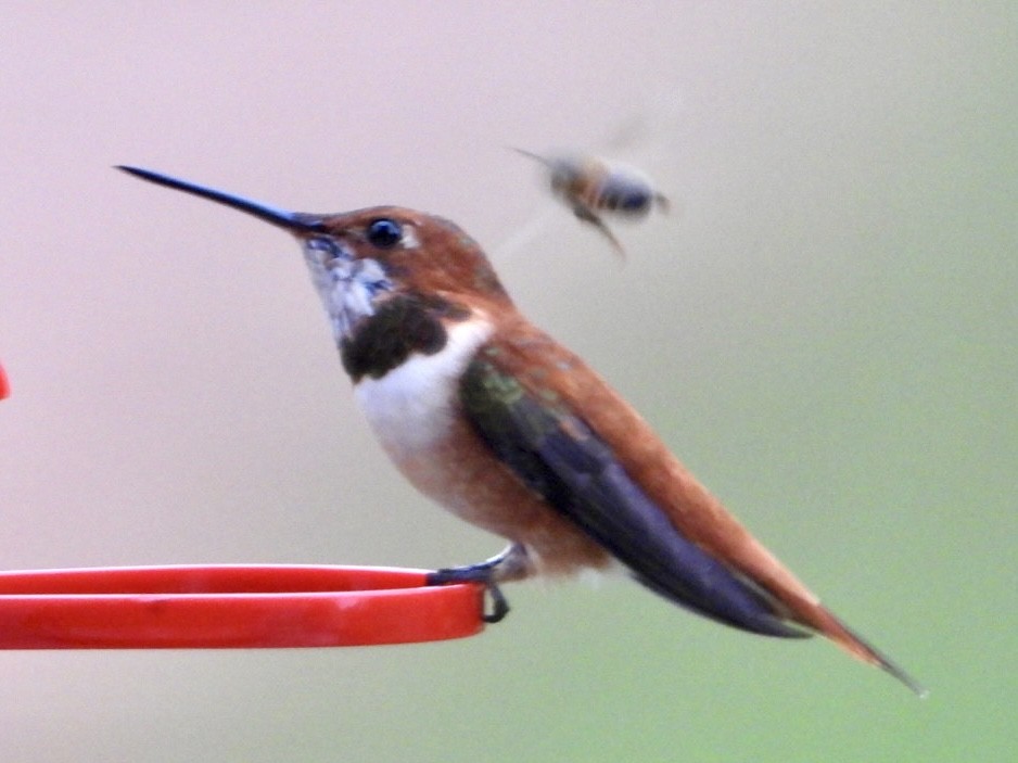 Rufous Hummingbird - ML616224126