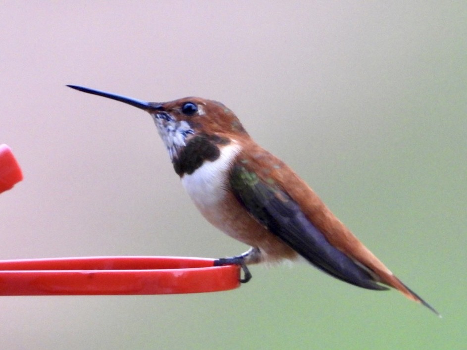 Rufous Hummingbird - ML616224127