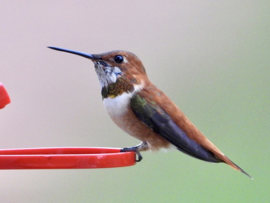 Rufous Hummingbird - ML616224128