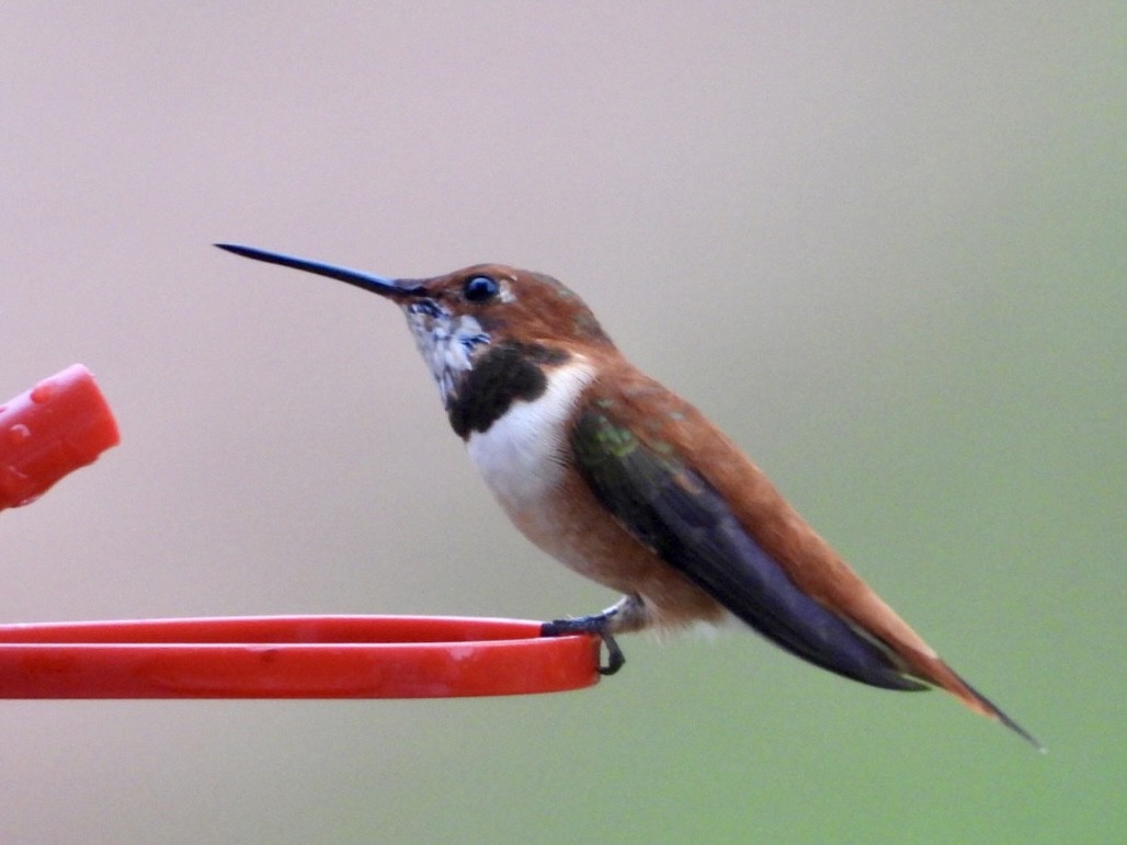 Rufous Hummingbird - ML616224129