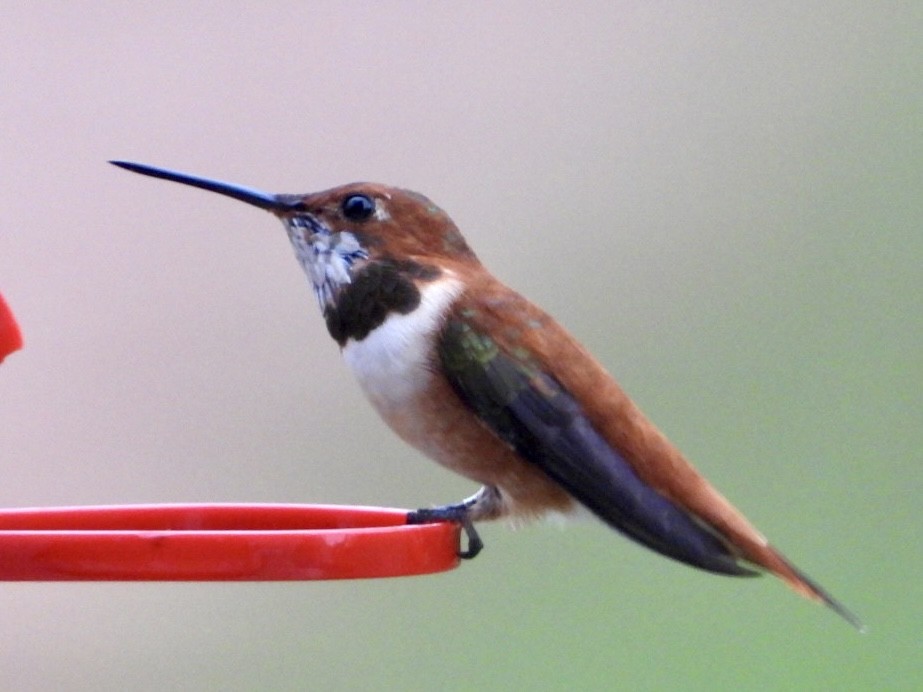 Rufous Hummingbird - ML616224130