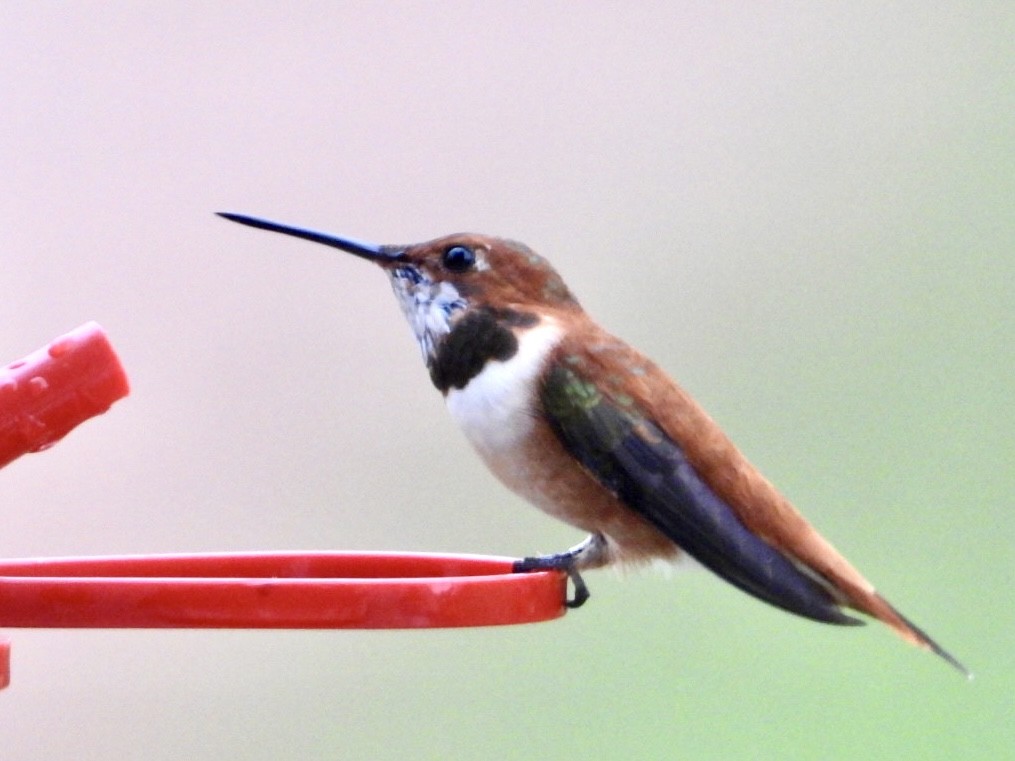 Rufous Hummingbird - ML616224131