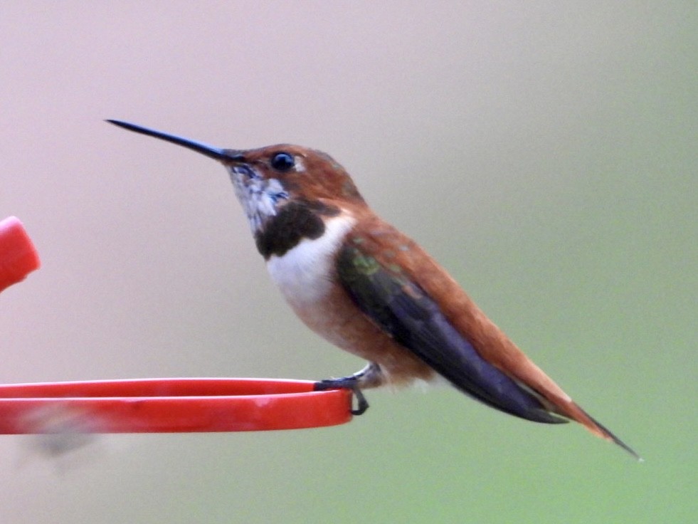 Rufous Hummingbird - ML616224132