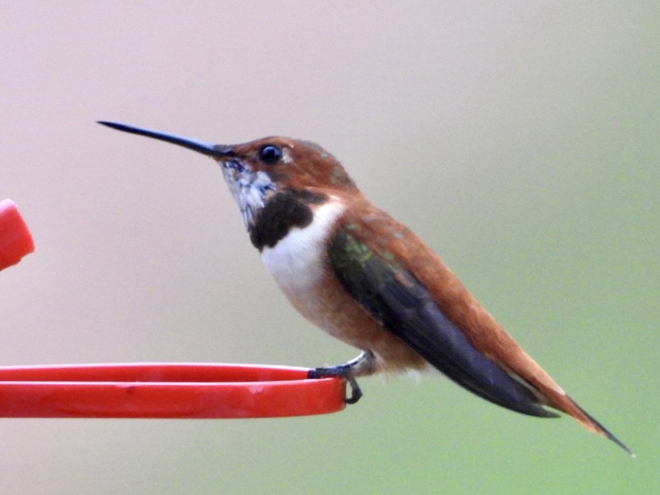 Rufous Hummingbird - ML616224133