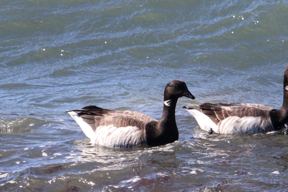 Brant (Atlantic) - ML616224141