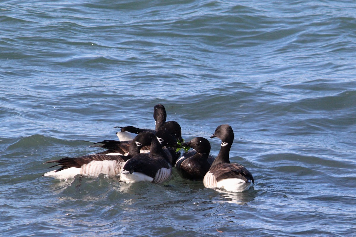 Brant (Atlantic) - ML616224148