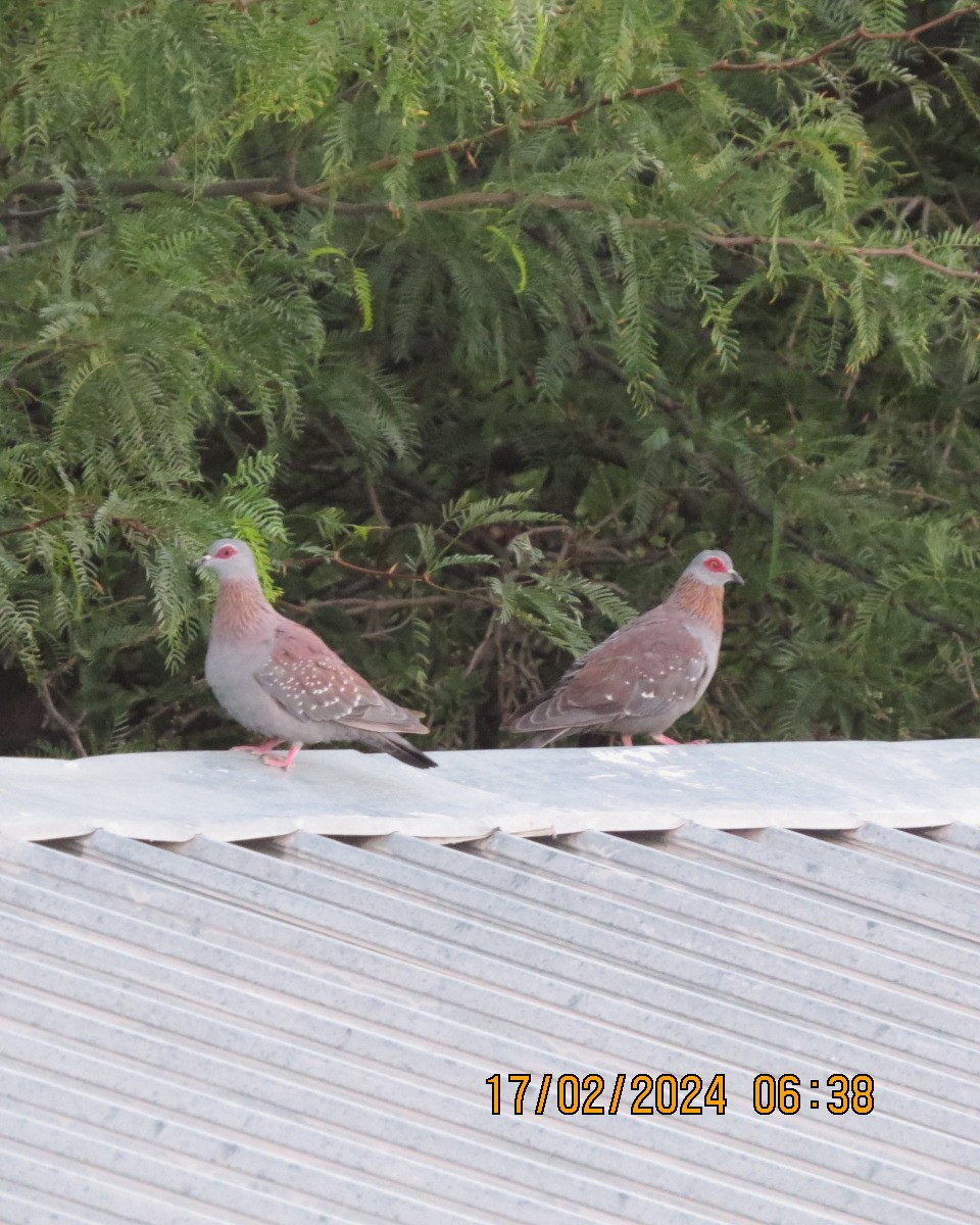 Pigeon roussard - ML616224211