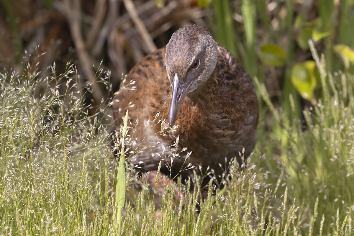 Weka - Shifaan Thowfeequ