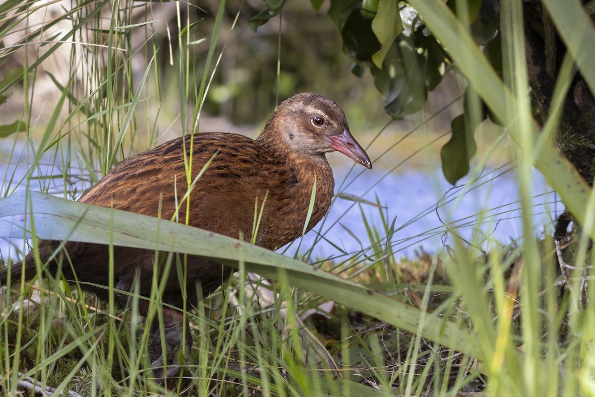 Rascón Weka - ML616224337