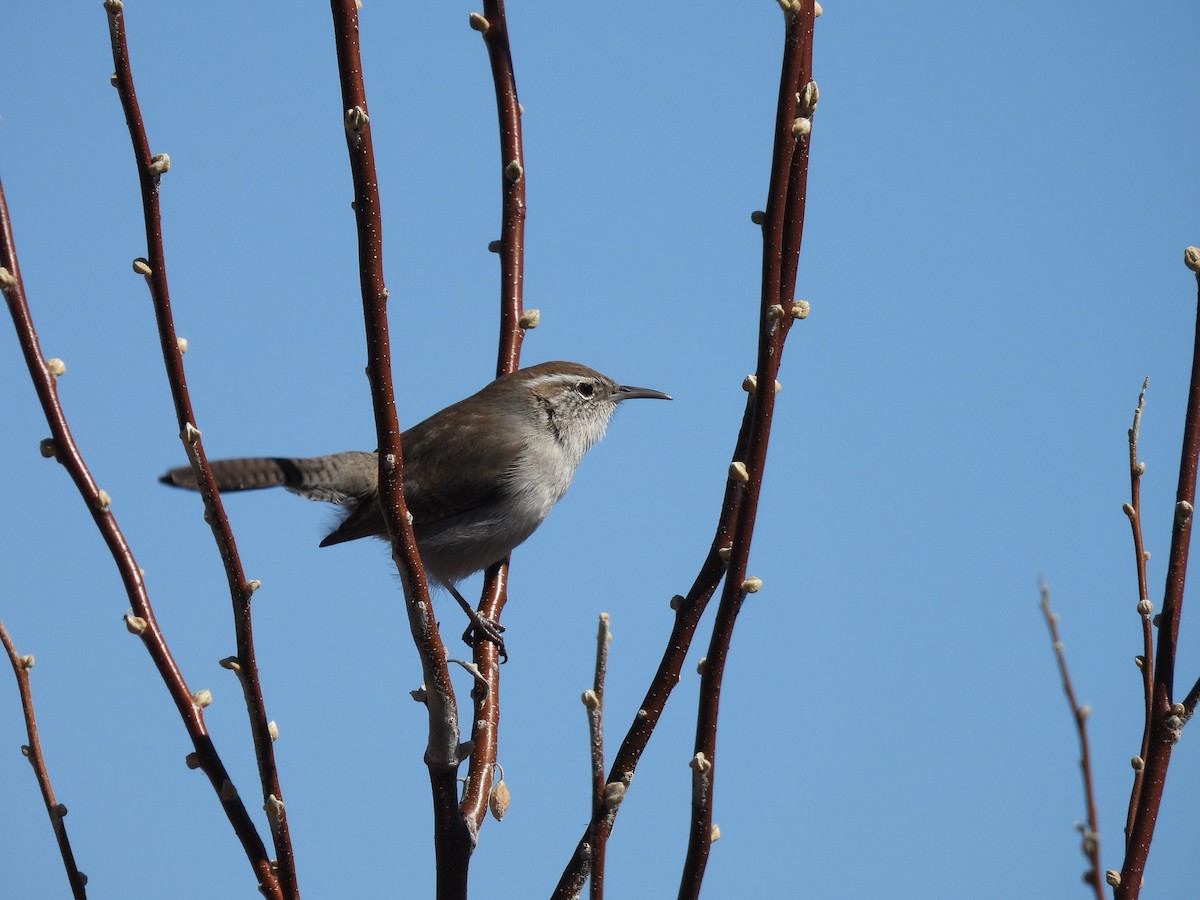 Bewick's Wren - ML616224449