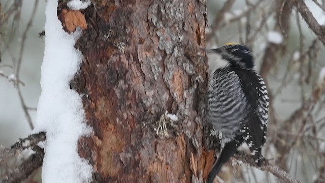 American Three-toed Woodpecker - ML616224452