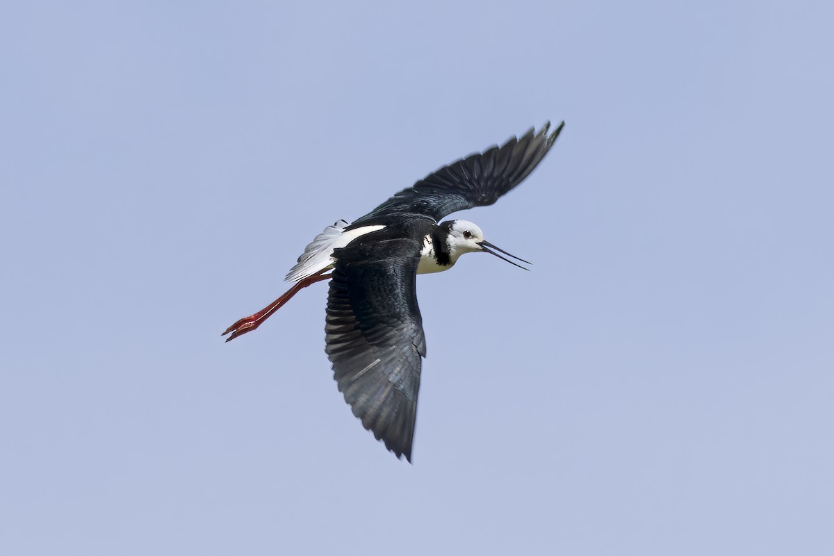 Pied Stilt - ML616224460