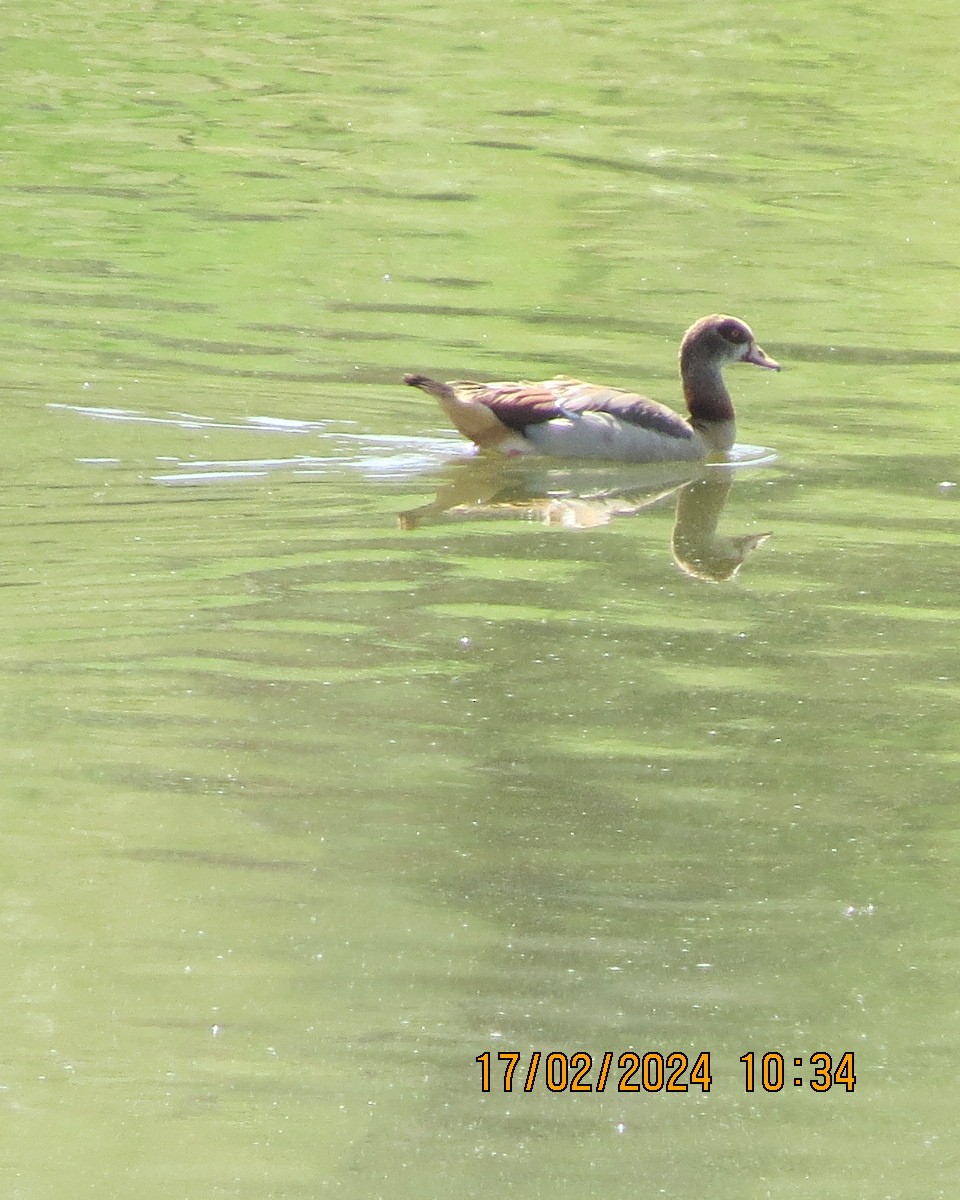 Nilgans - ML616224488