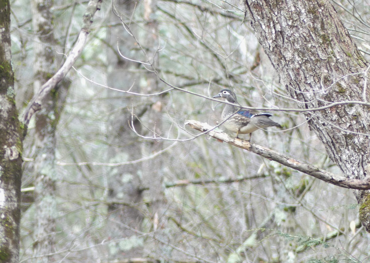 Wood Duck - ML616224505