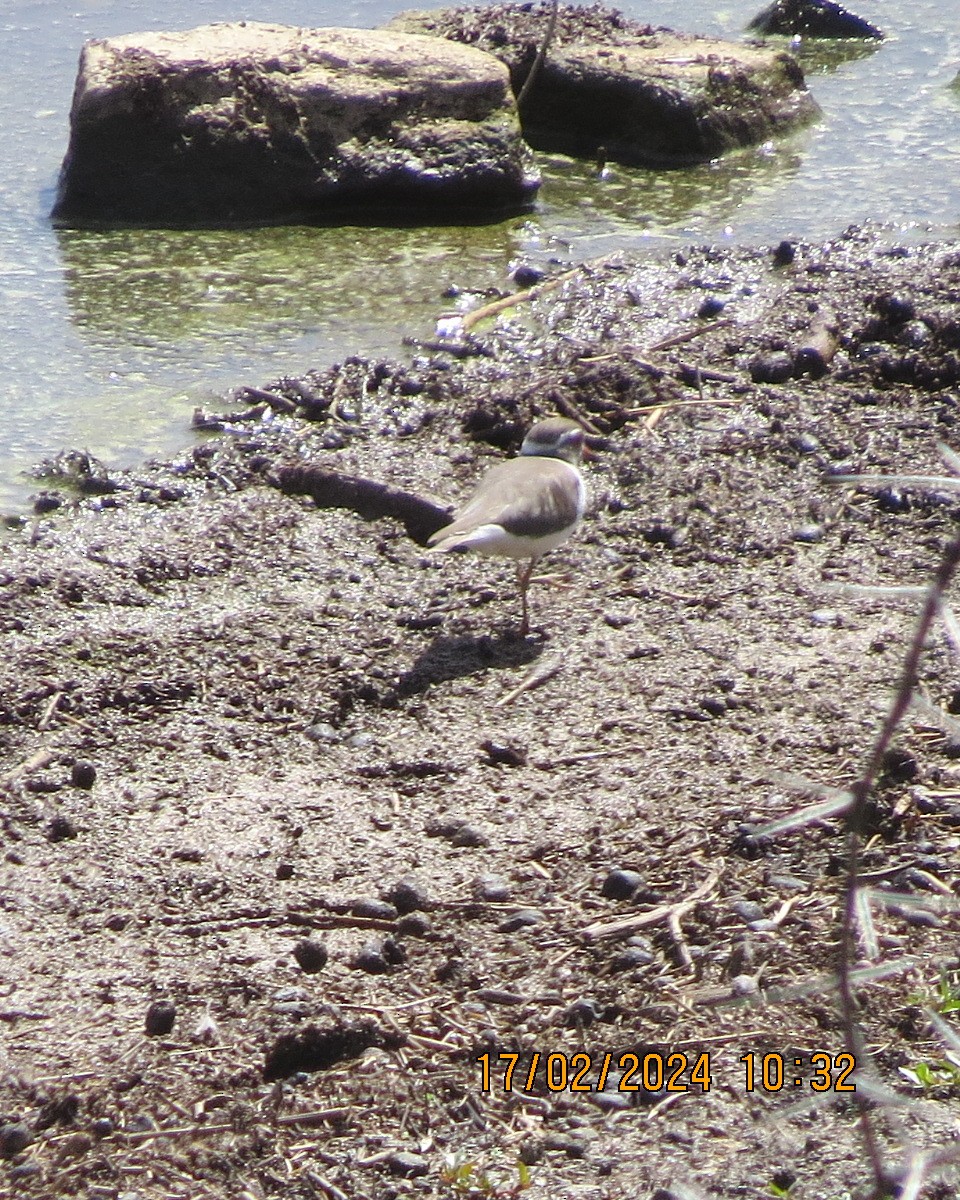Three-banded Plover - ML616224534