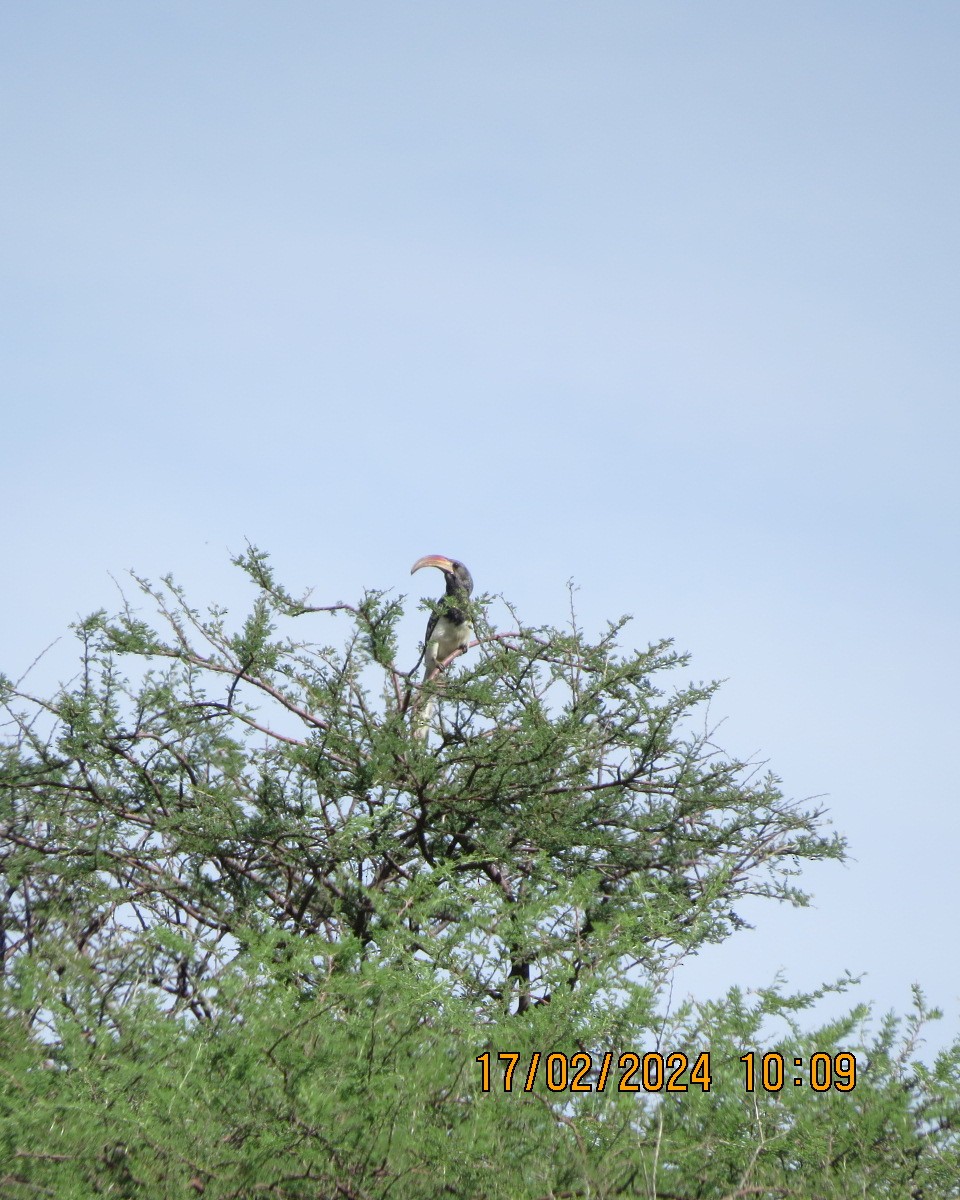 Monteiro's Hornbill - ML616224540