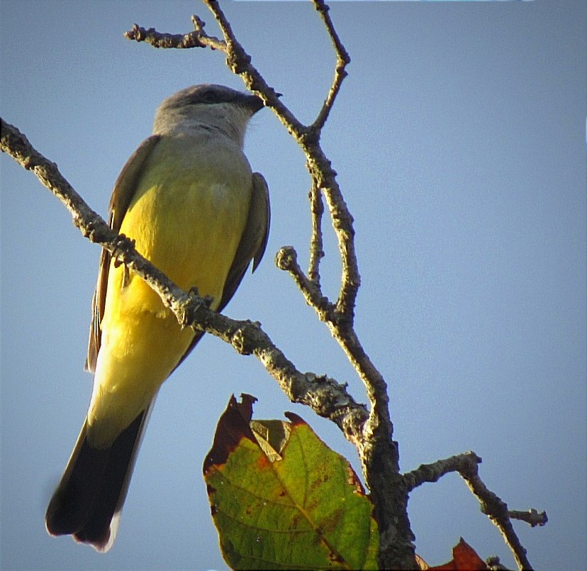 Western Kingbird - Oscar Bermúdez Collado