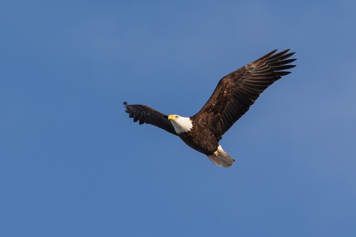 Bald Eagle - Cesar Ponce