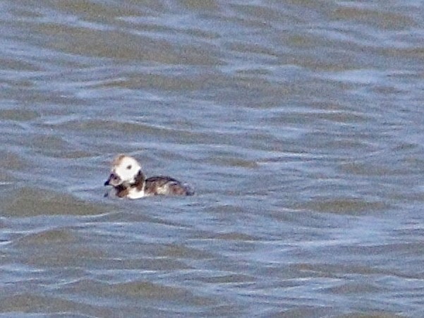 Long-tailed Duck - ML616224597