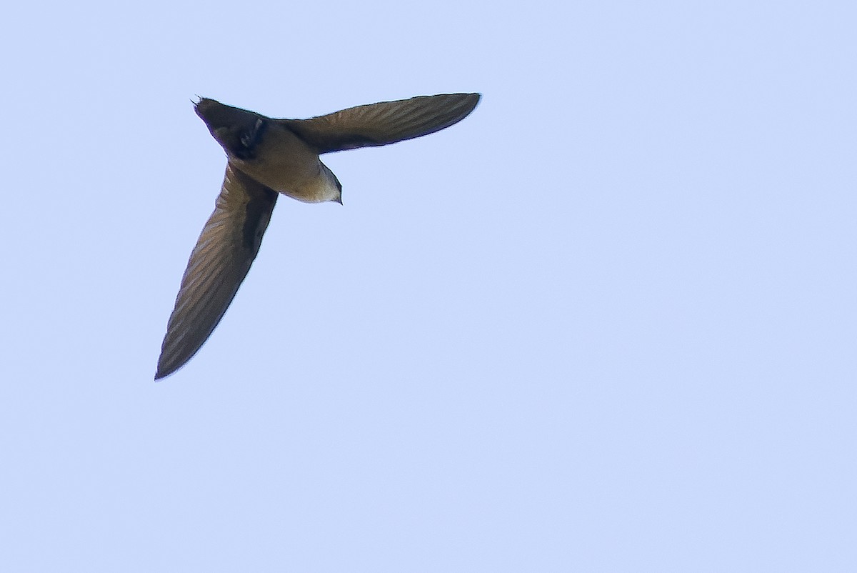 Costa Rican Swift - ML616224633