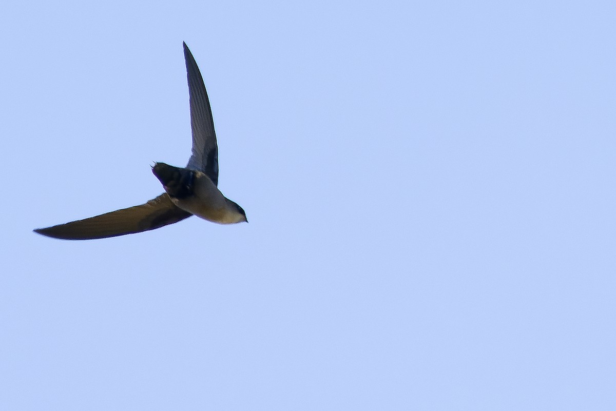 Costa Rican Swift - ML616224634