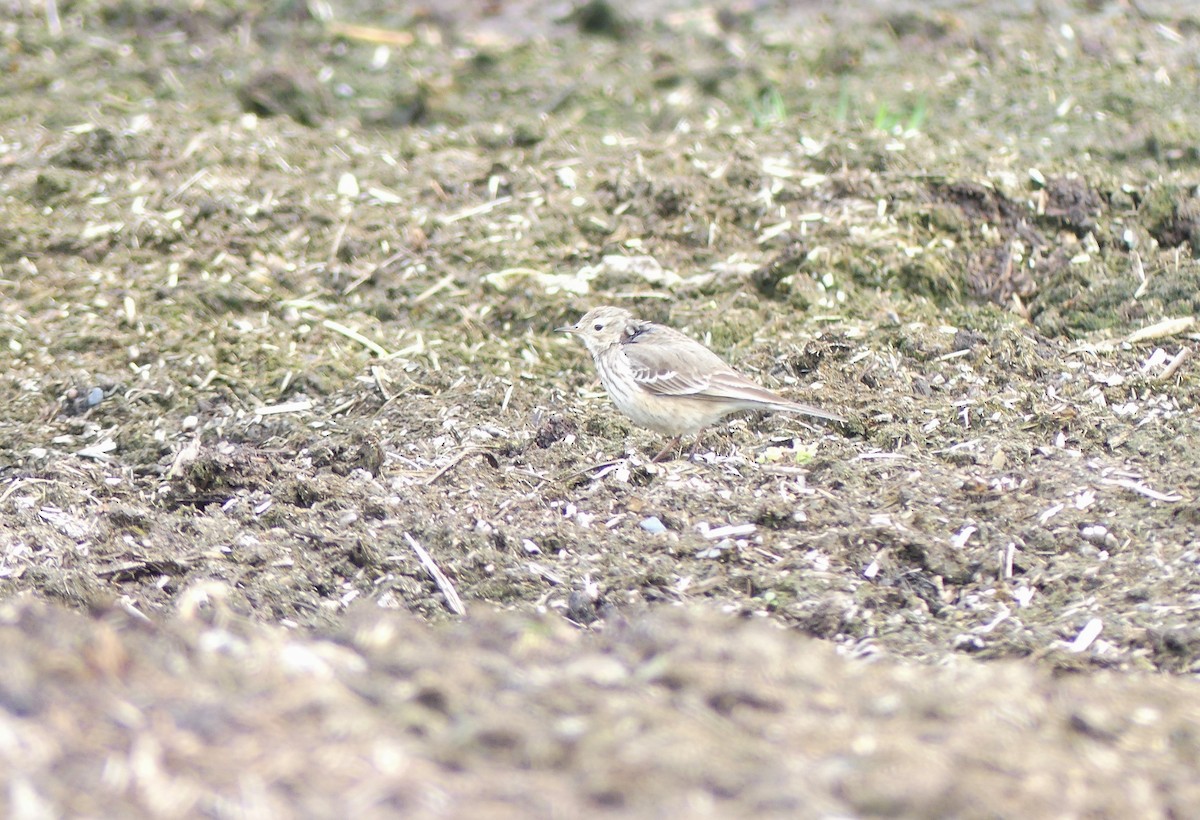 American Pipit - ML616224641