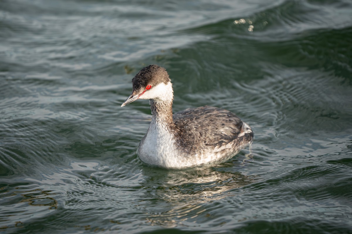 Horned Grebe - ML616224786