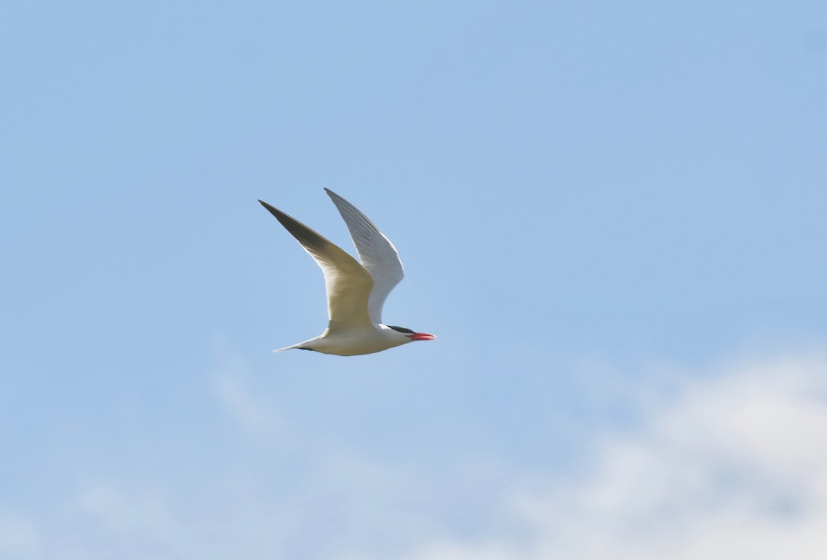 Caspian Tern - Barbara Wise