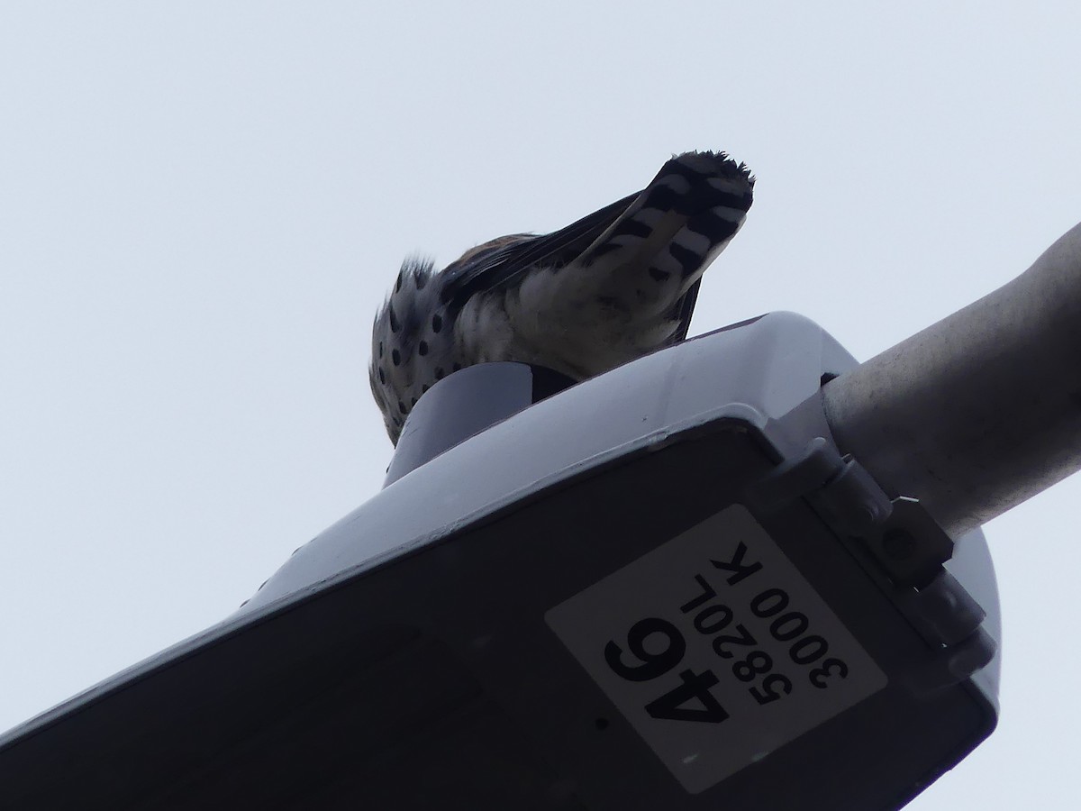 American Kestrel - André Labelle