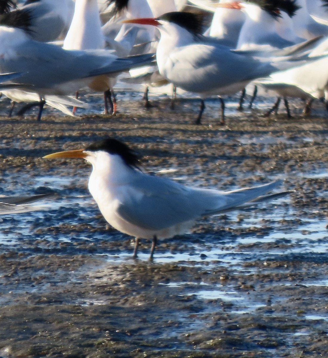 tanımsız Hydroprogne/Thalasseus sp. - ML616224871