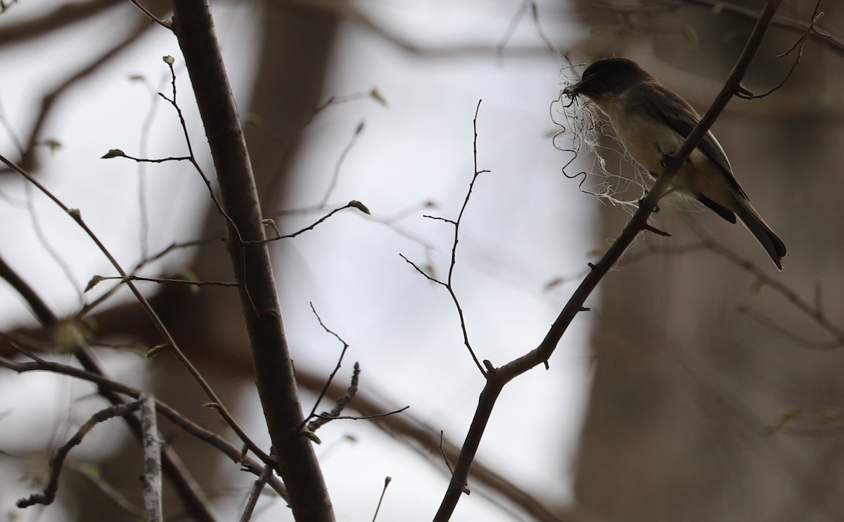 Eastern Phoebe - ML616224872