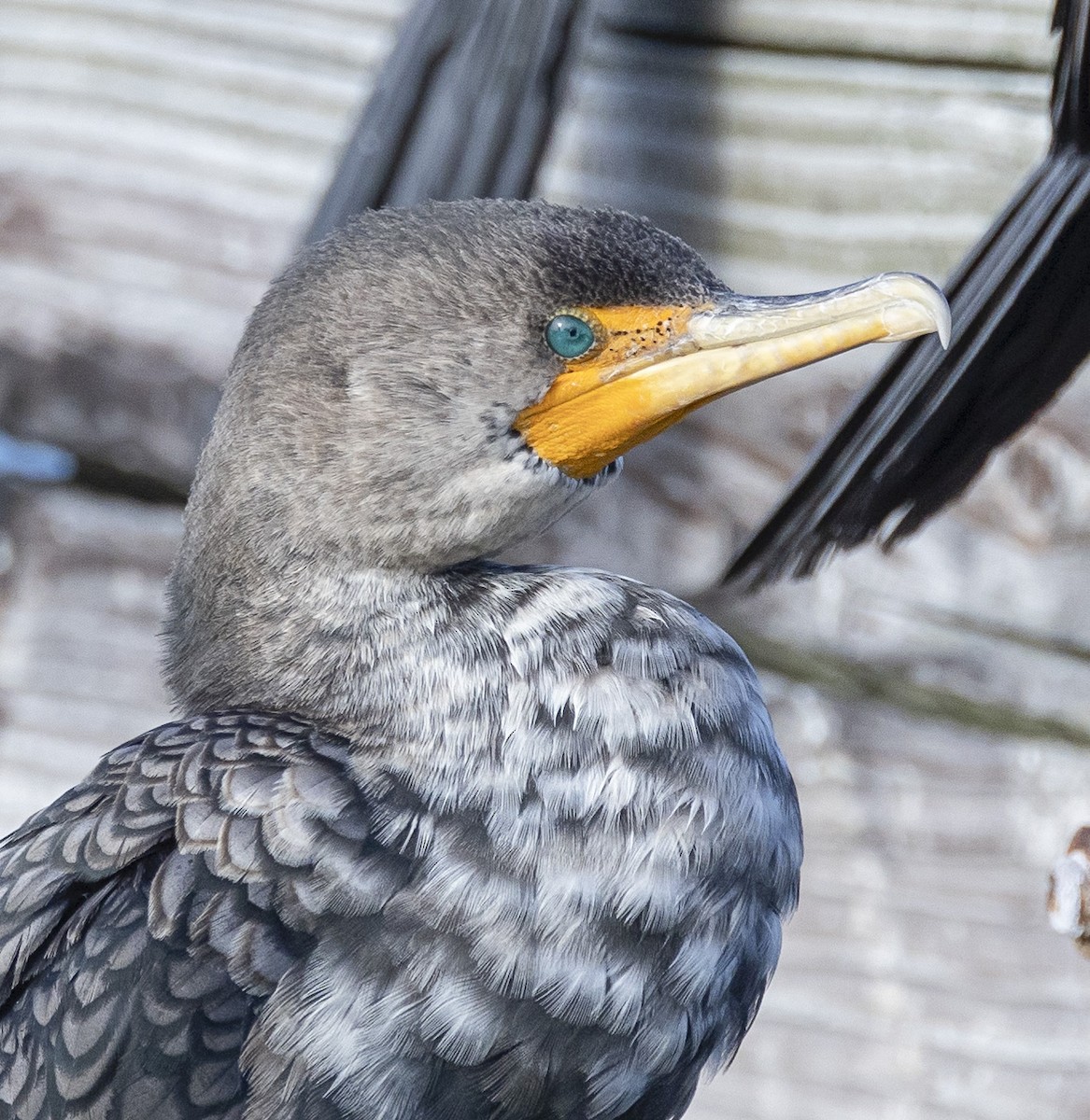 Double-crested Cormorant - terry moore