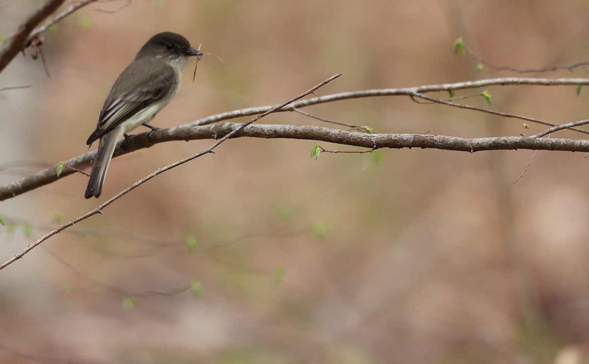 Eastern Phoebe - Rob Bielawski