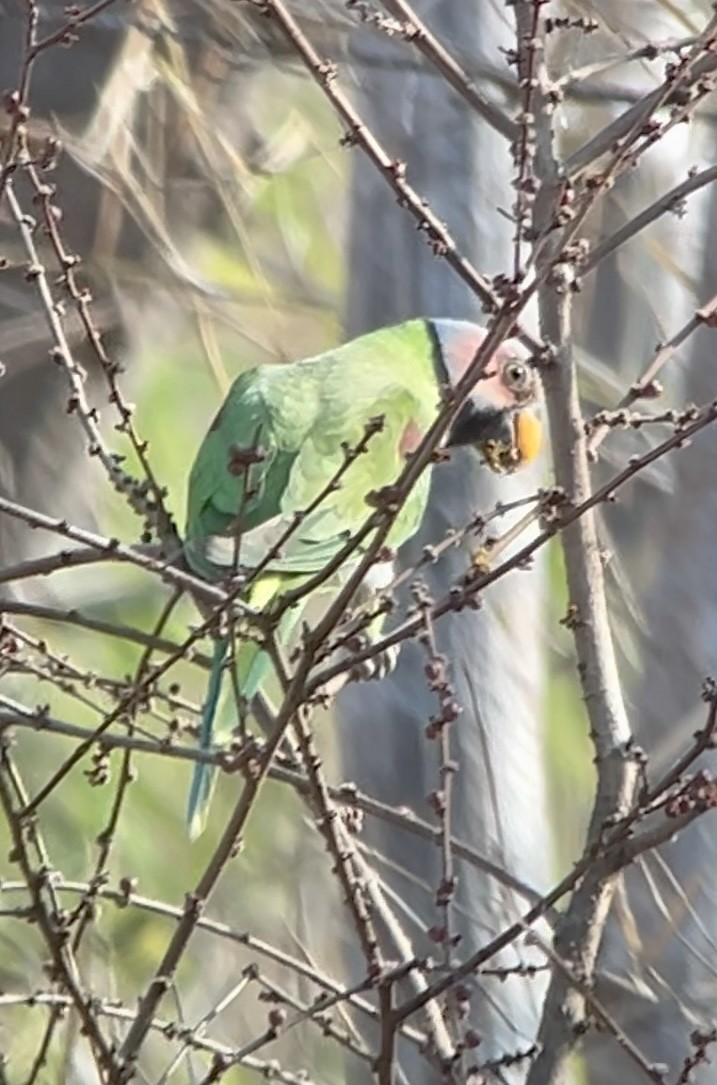 Blossom-headed Parakeet - ML616224921
