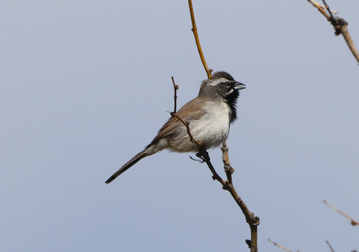 Black-throated Sparrow - ML616225012