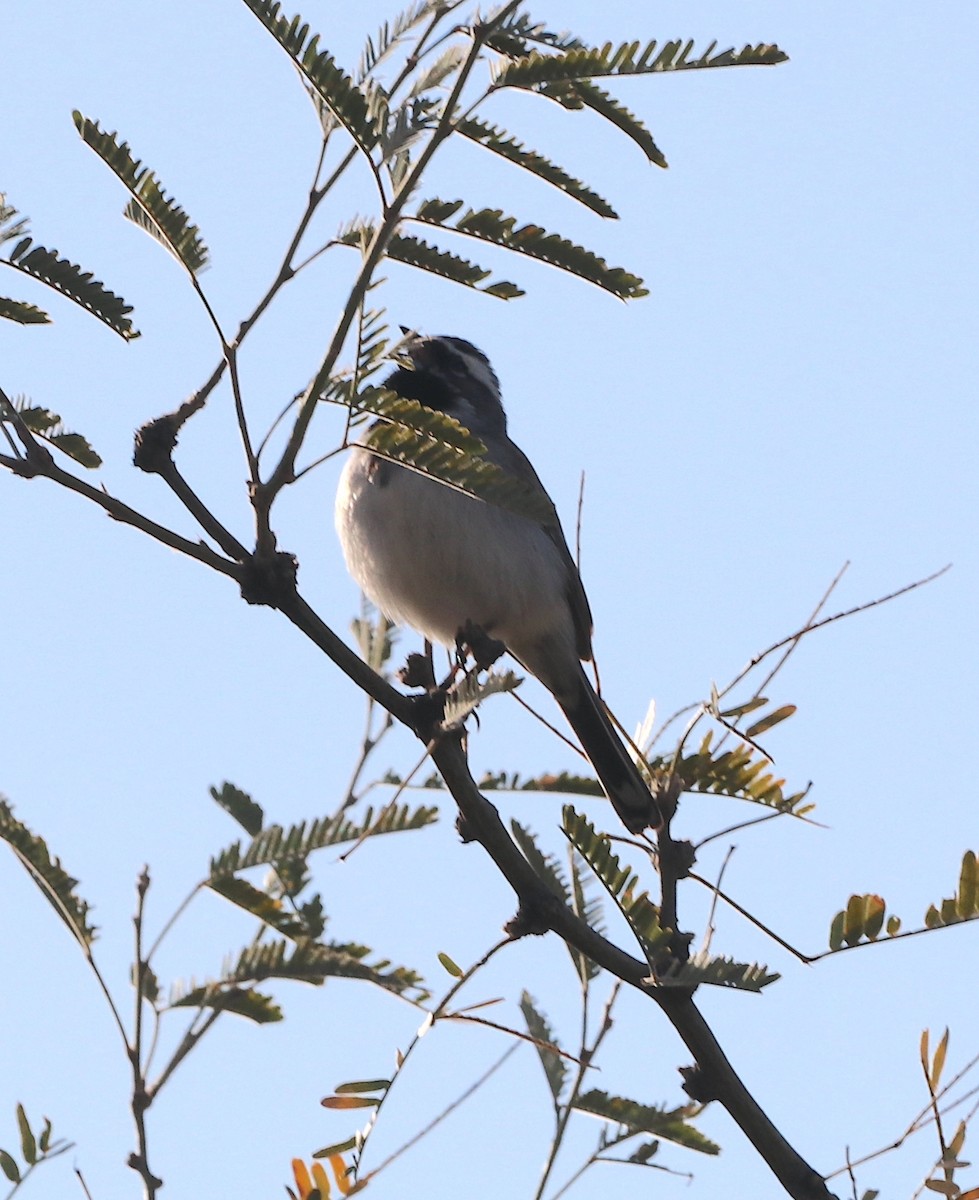 Black-throated Sparrow - ML616225013