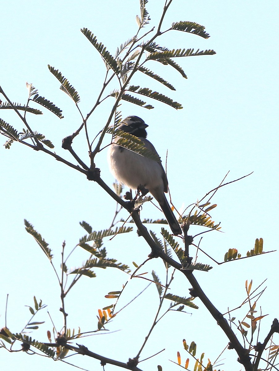 Black-throated Sparrow - ML616225014