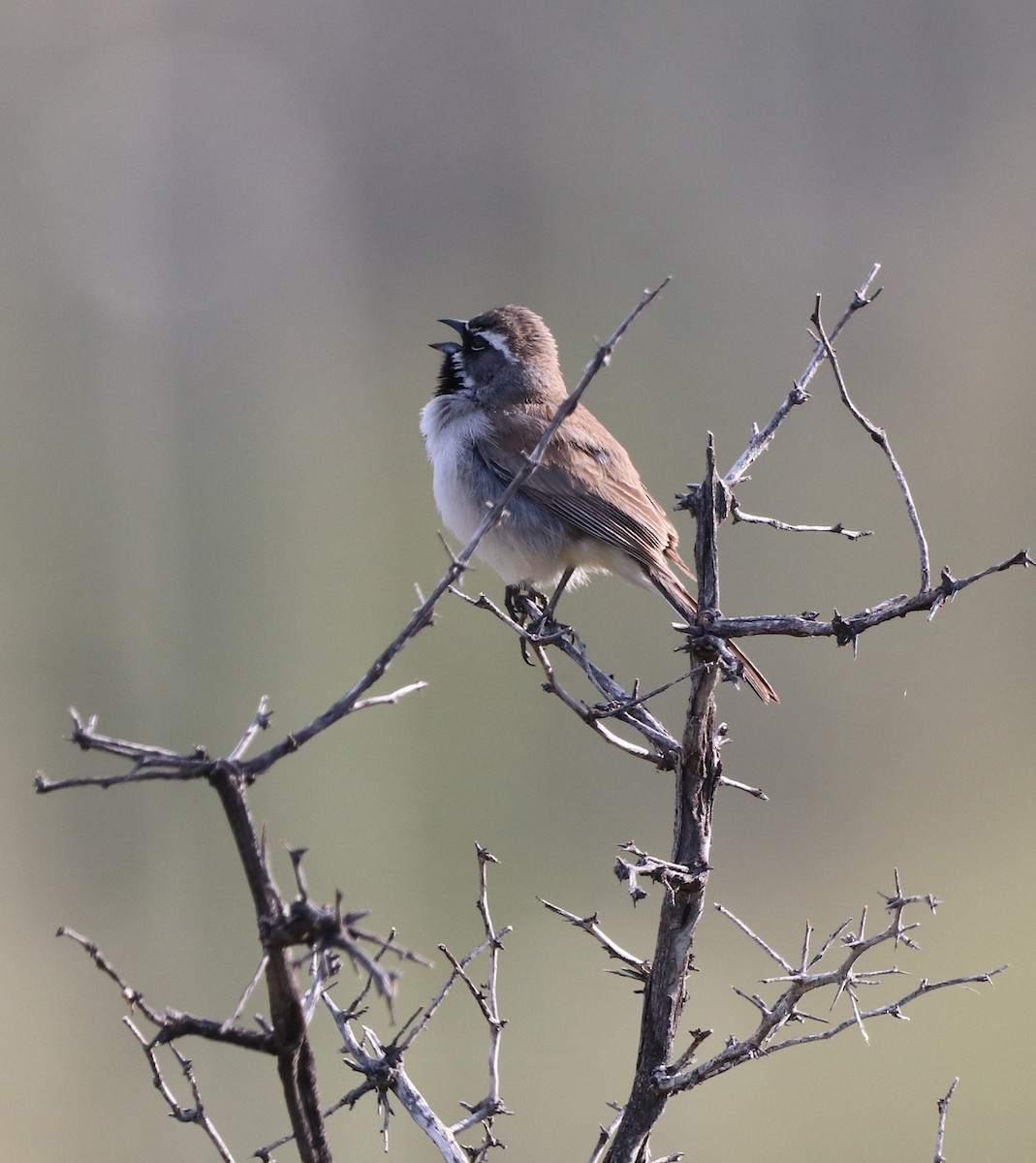 Black-throated Sparrow - ML616225015