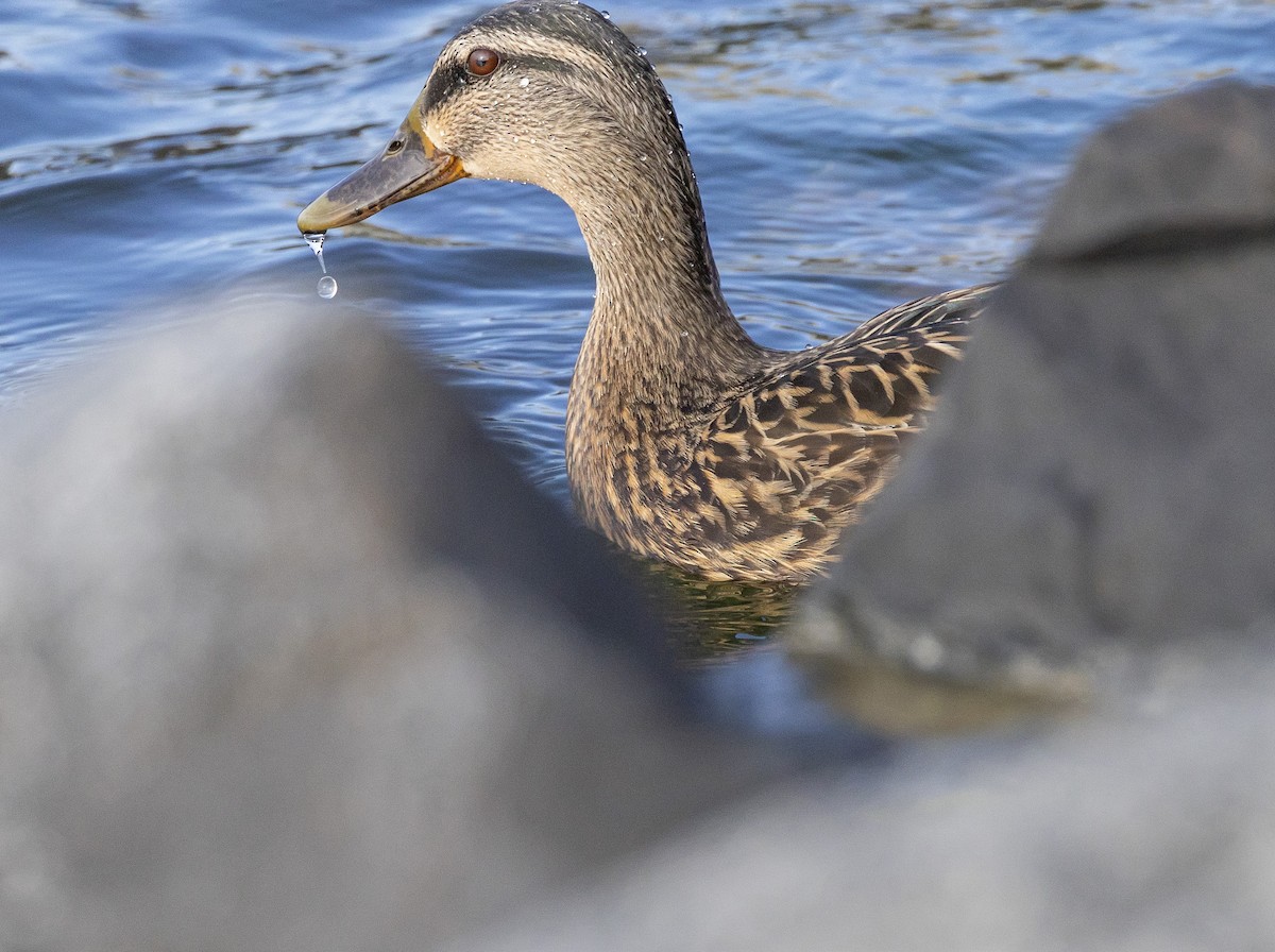 Canard colvert - ML616225107