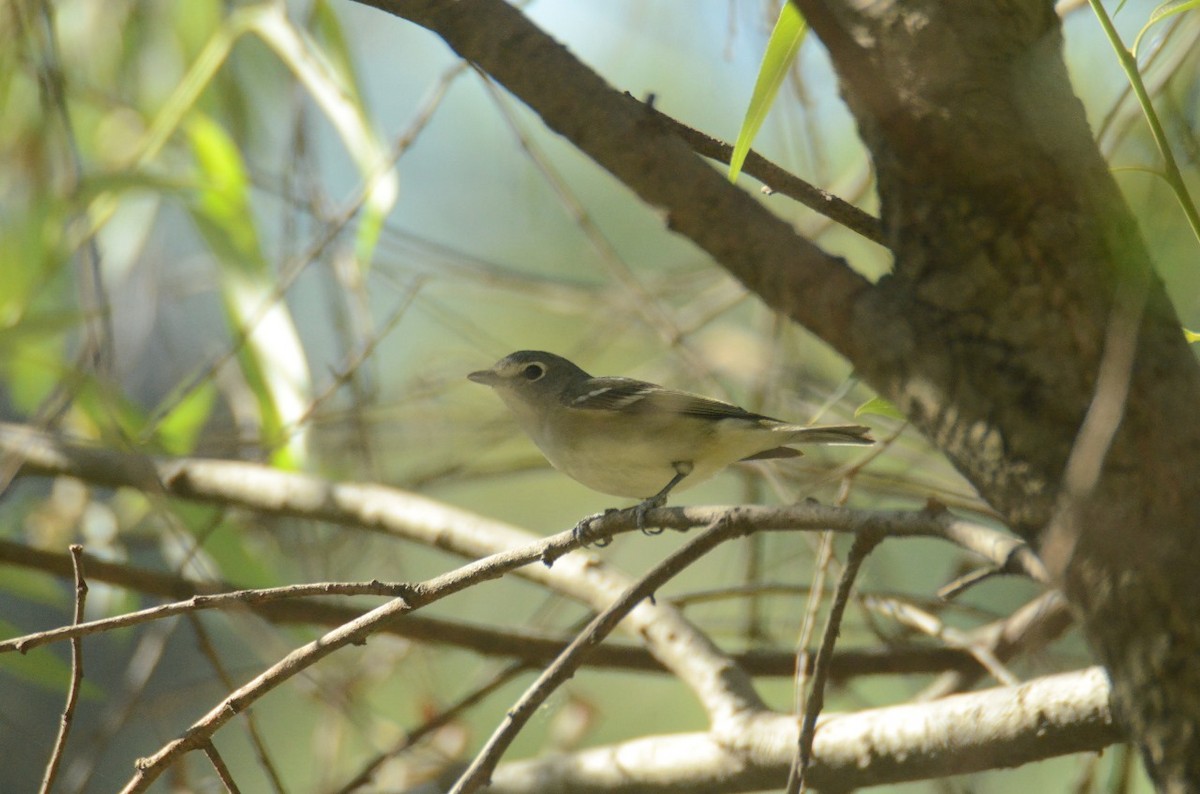 Cassin's Vireo - ML616225155