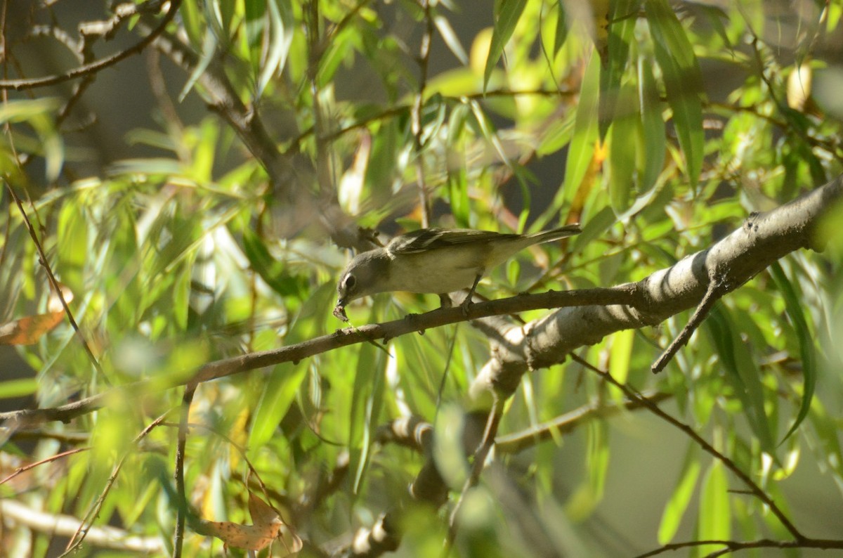 Cassin's Vireo - ML616225173
