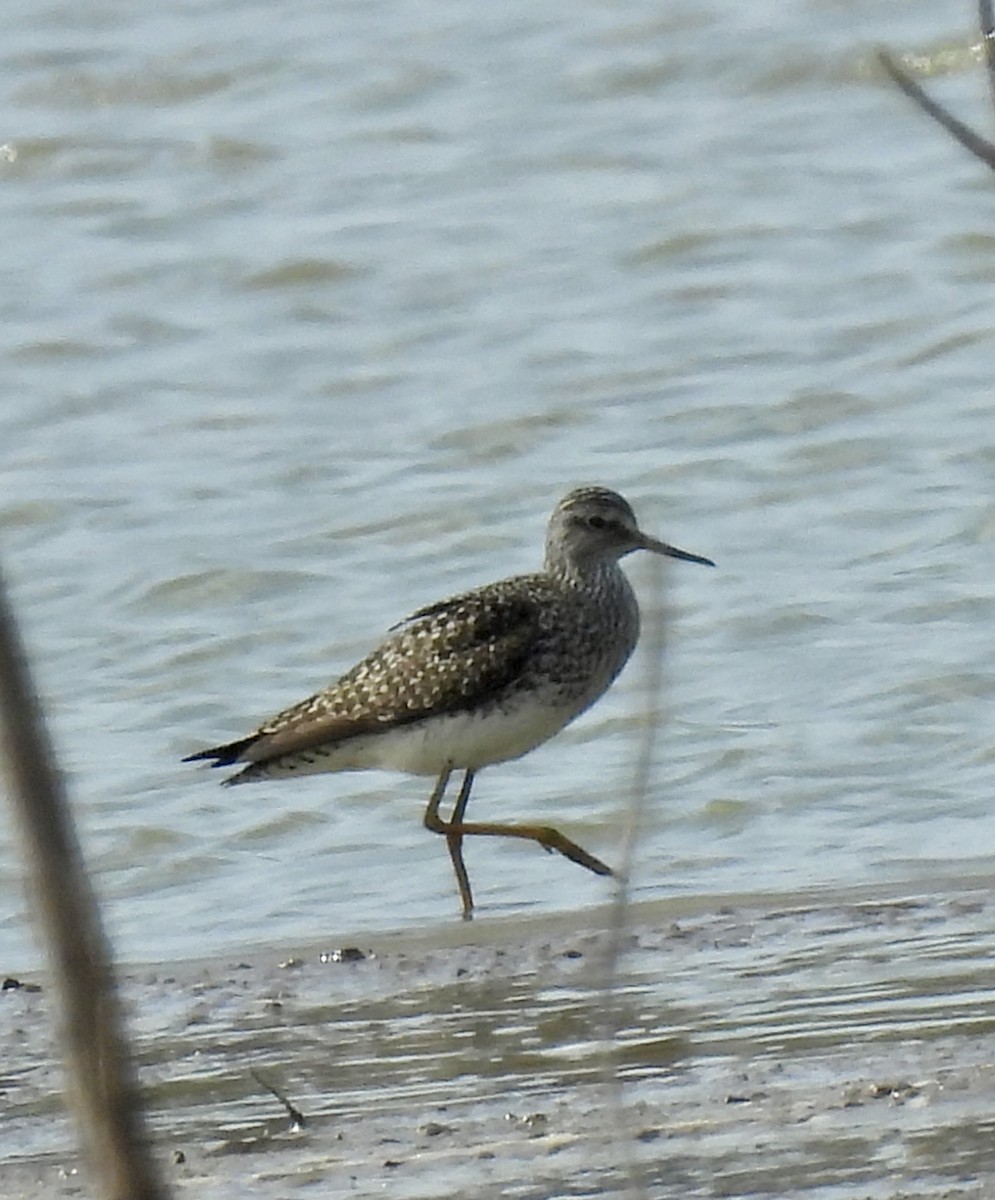 Lesser Yellowlegs - ML616225175