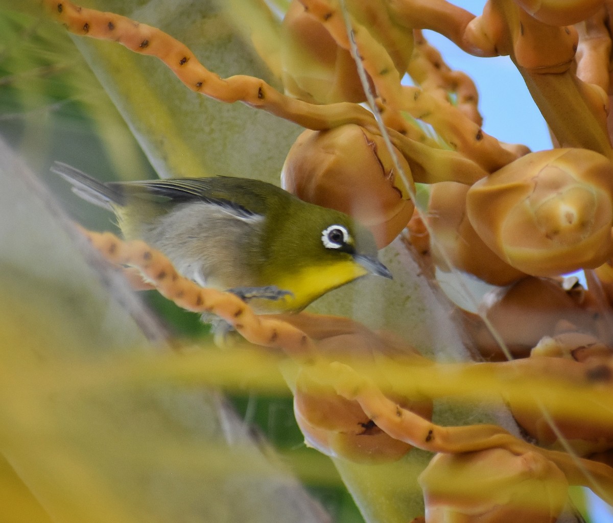 Warbling White-eye - ML616225183