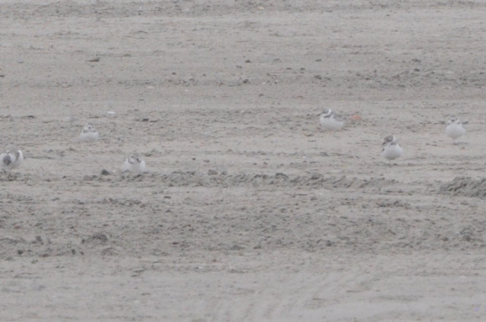 Piping Plover - ML616225186