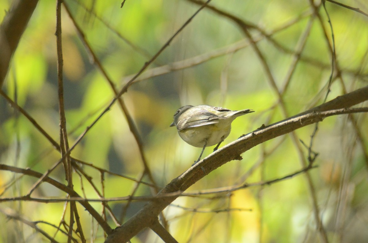 Cassin's Vireo - ML616225189